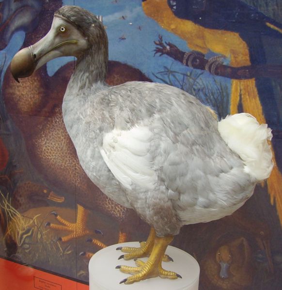 A dodo